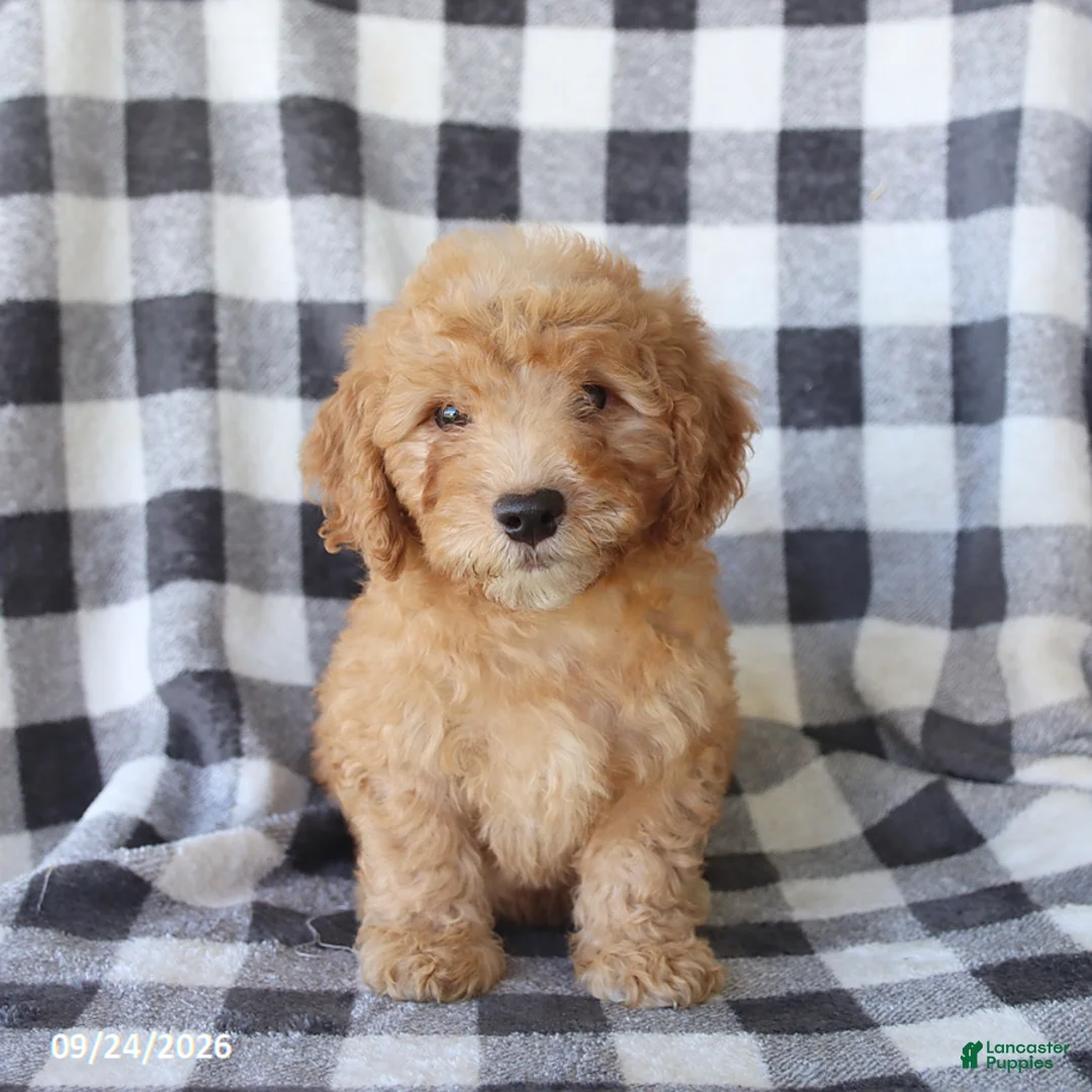 Miniature Poodle dogs for sale: Rascal - Ad 1