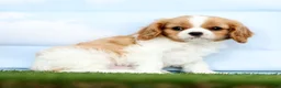 Cavalier King Charles Spaniel dogs for sale: Oliver - Ad 2