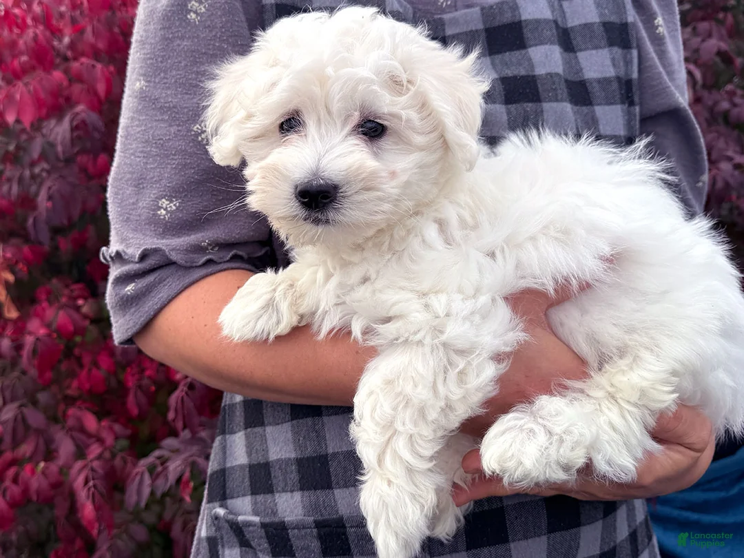 Mixed Breed dogs for sale: Susie - Ad 4