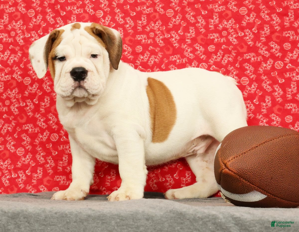 Beabull dogs Ziggy - Ad 1