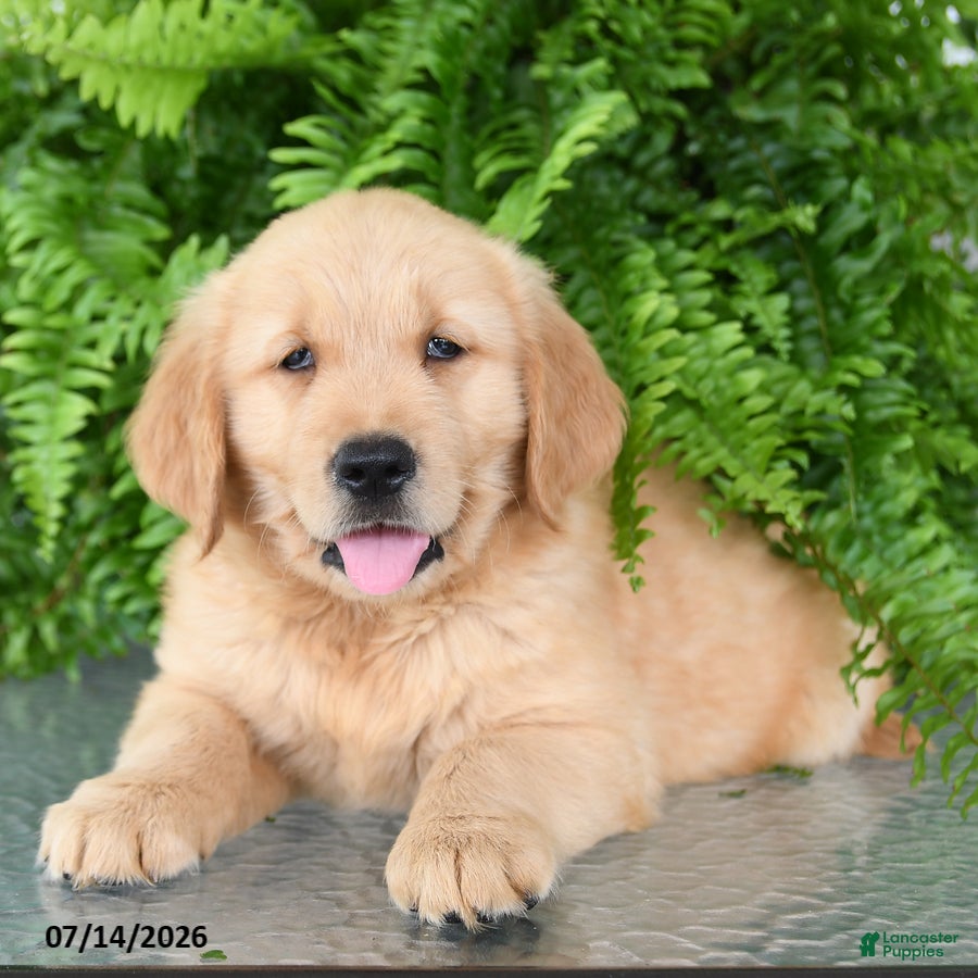 Golden Retriever dogs Nico - Ad 2