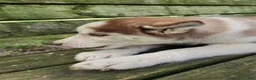Siberian Husky dogs for sale: Riley - Ad 8