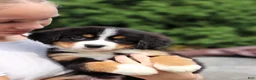 Bernese Mountain Dog dogs for sale: Sugar - Ad 13