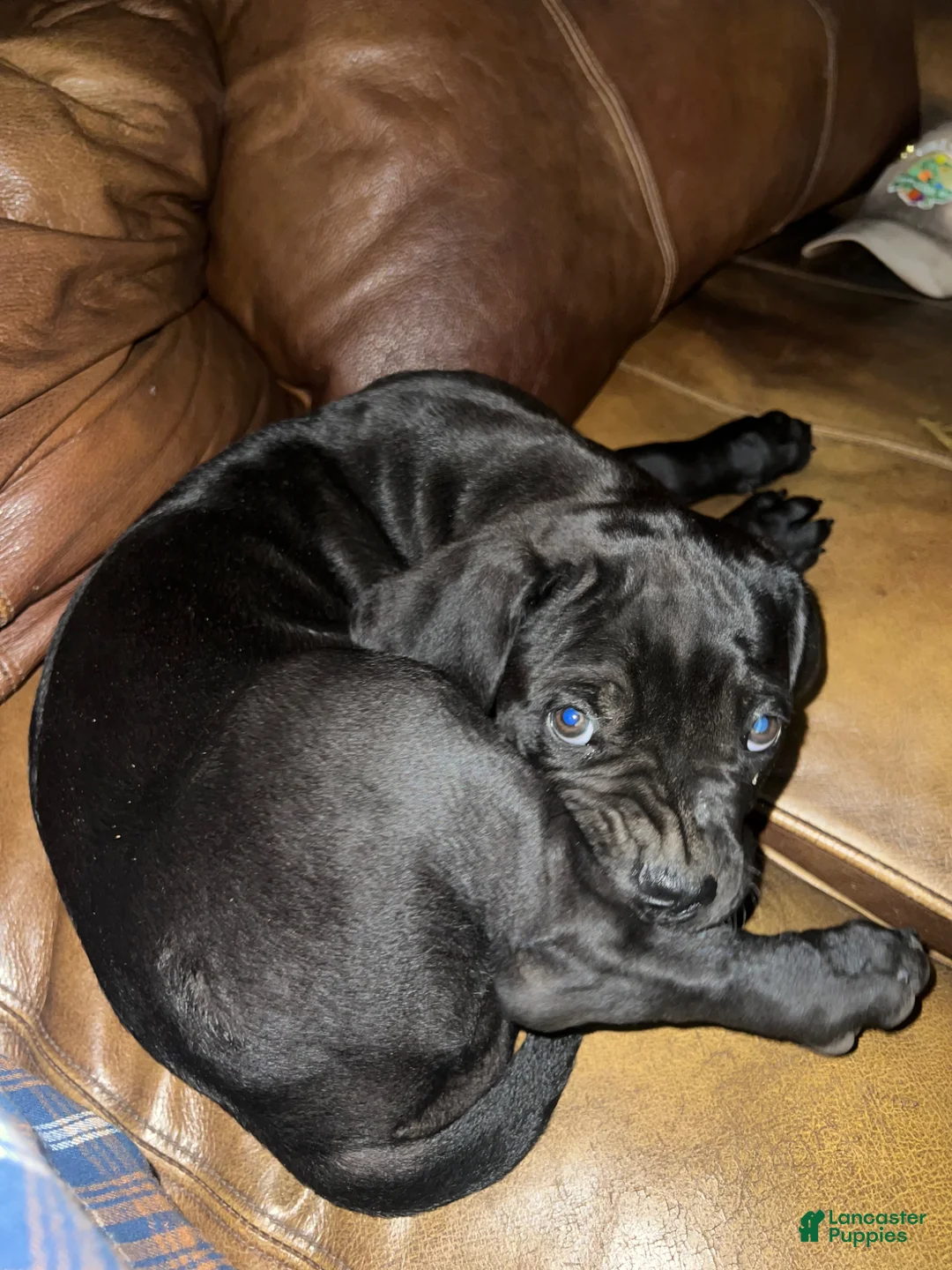 Cane Corso dogs for sale: Cane Corso Puppy 1 - Ad 2