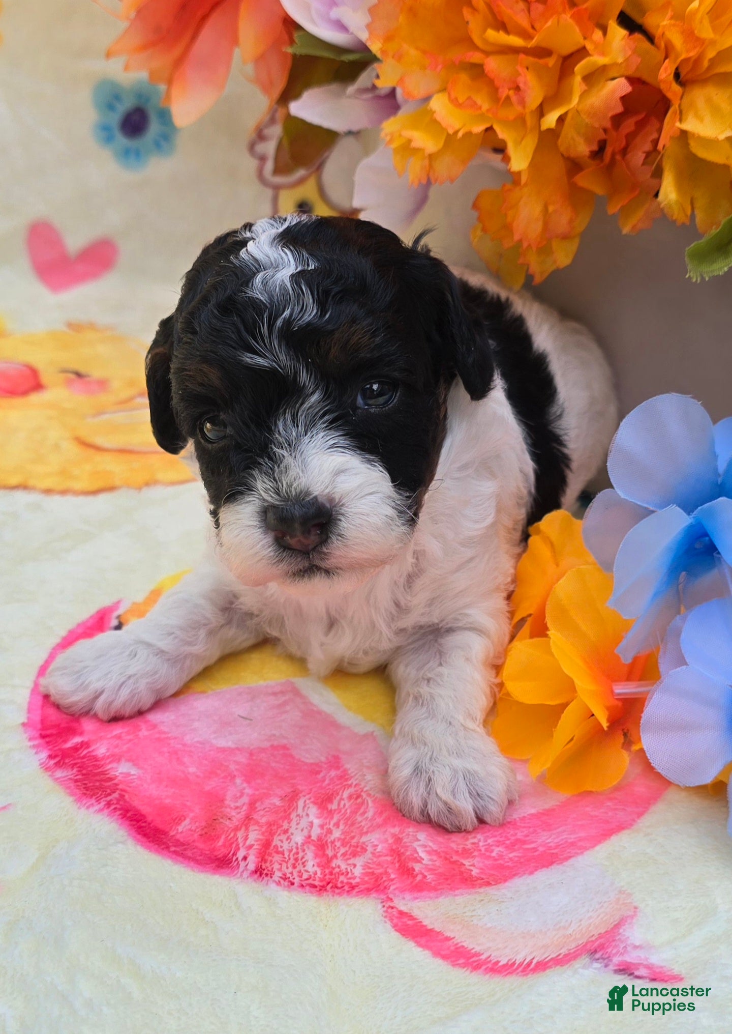 Yorkiepoo dogs Oscar  - Ad 18