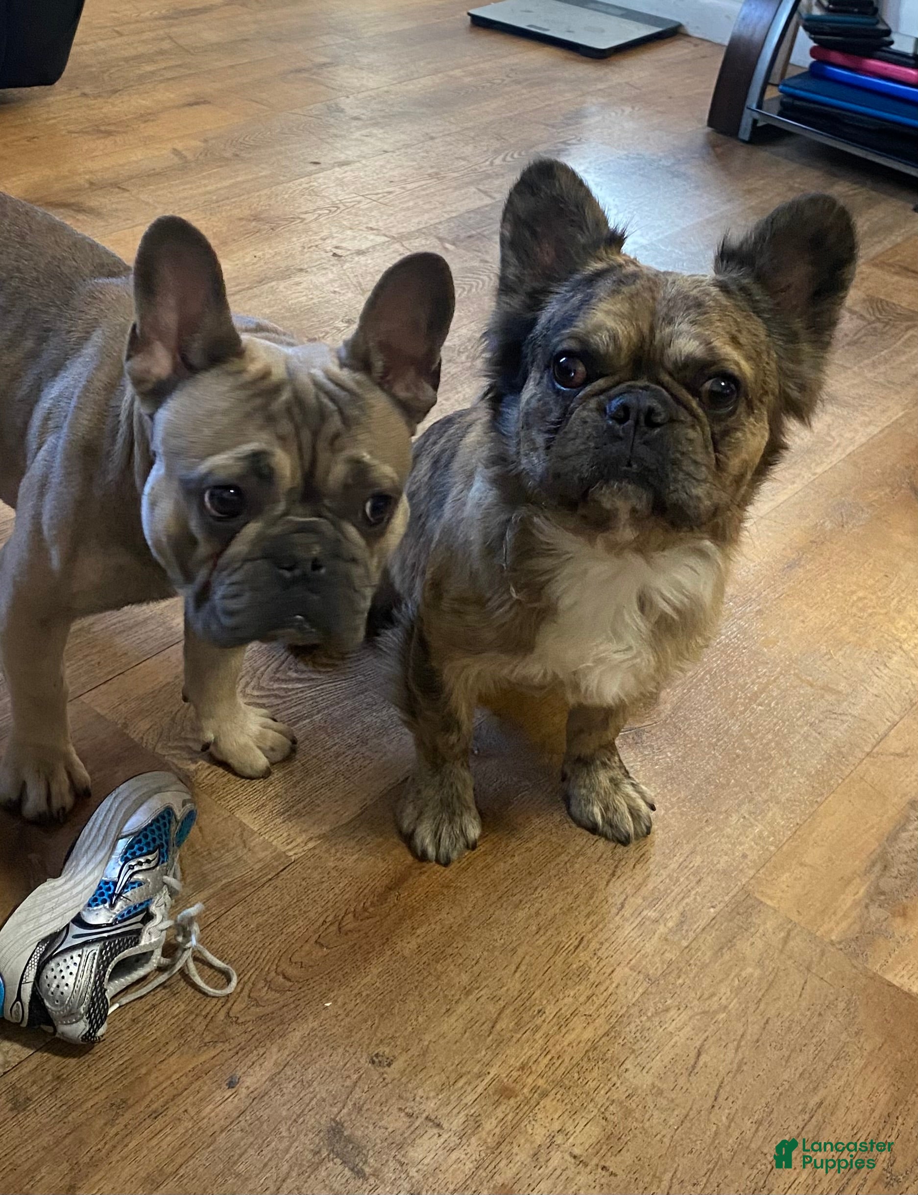French Bulldog dogs French Bulldog Puppy 1 - Ad 15