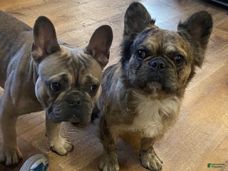 French Bulldog dogs French Bulldog Puppy 1 - Ad 38