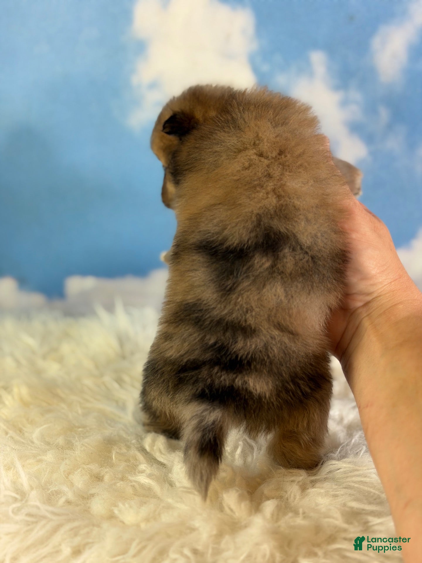 Pomeranian dogs ACA Penny  - Ad 2