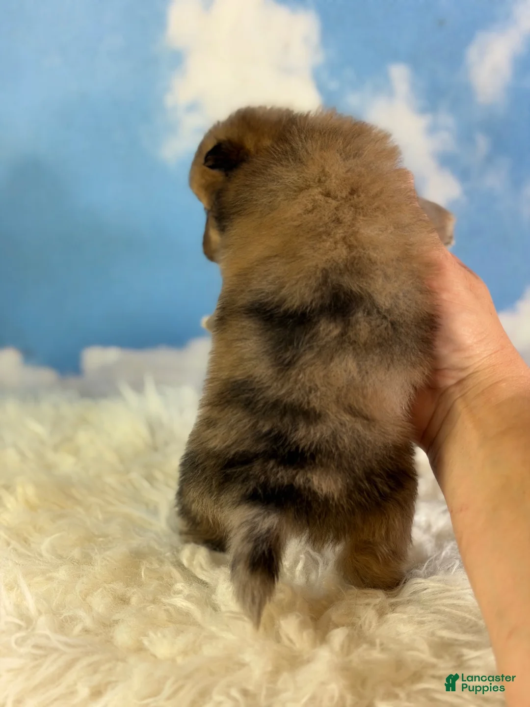 Pomeranian dogs for sale: ACA Penny  - Ad 2