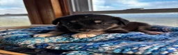 Huskipoo dogs for sale: Raven - Ad 4
