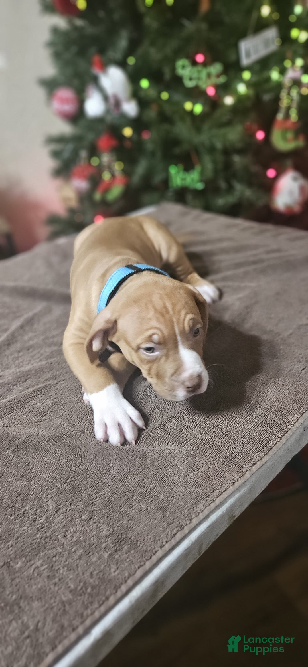 American Bully dogs for sale: Snowflake  - Ad 2