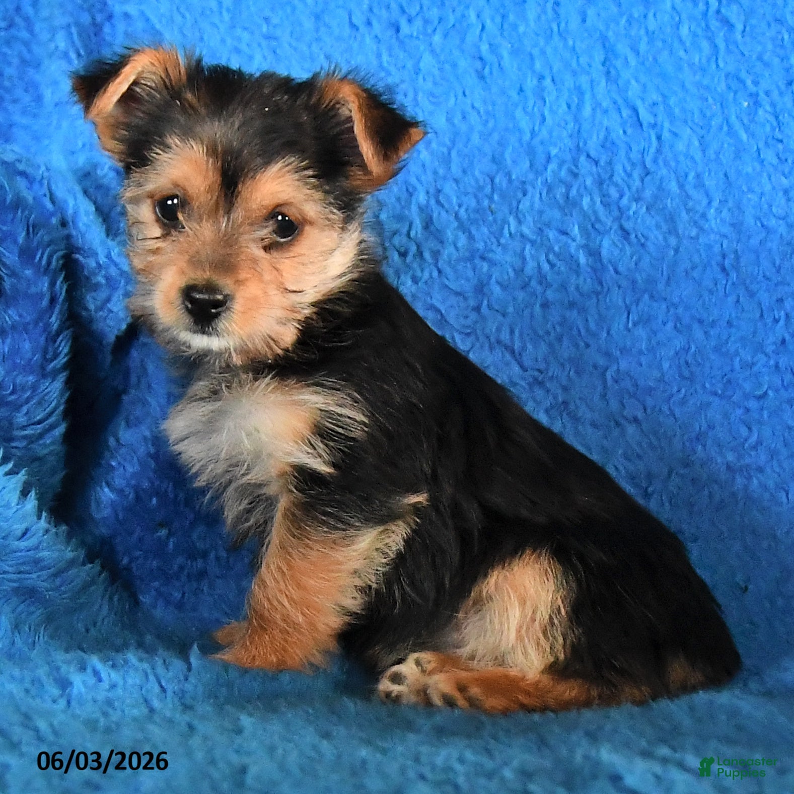 Yorkshire Terrier dogs for sale: Sarah - Ad 2