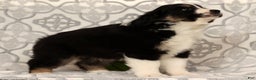 Miniature Australian Shepherd dogs for sale: Tucker - Ad 4