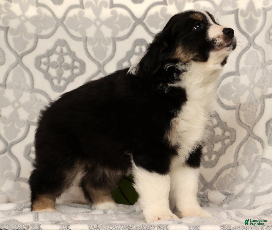 Miniature Australian Shepherd dogs for sale: Tucker - Ad 4