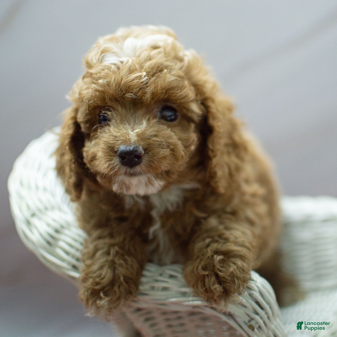 Cockapoo dogs for sale: Kory - Ad 2