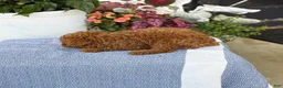 Toy Poodle dogs for sale: Mickey - Ad 17