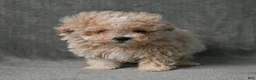 Maltipoo dogs for sale: Maltipoo 1 - Ad 7