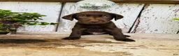 Labrador Retriever dogs for sale: Charlie - Ad 2