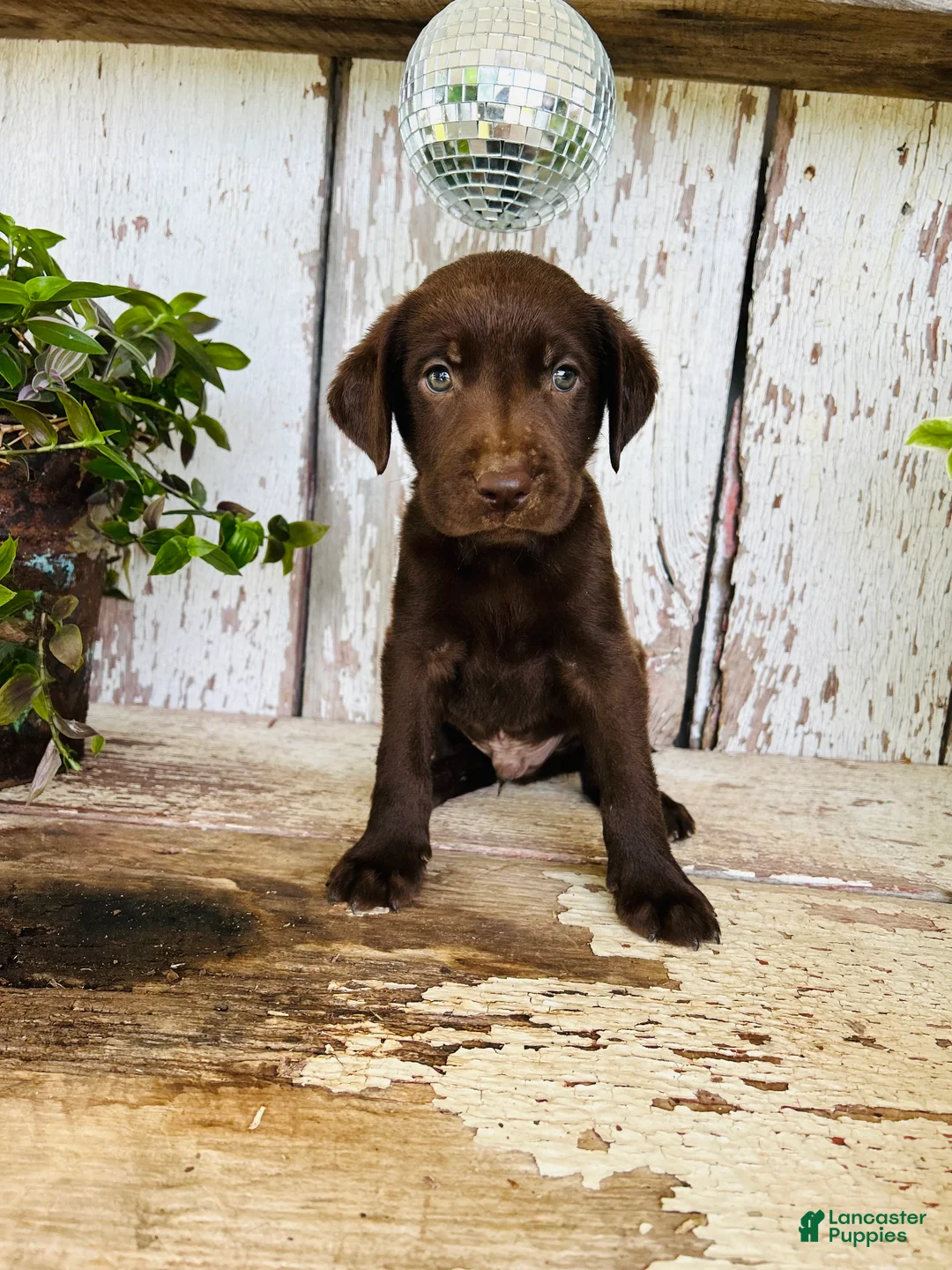 Labrador Retriever dogs for sale: Charlie - Ad 2