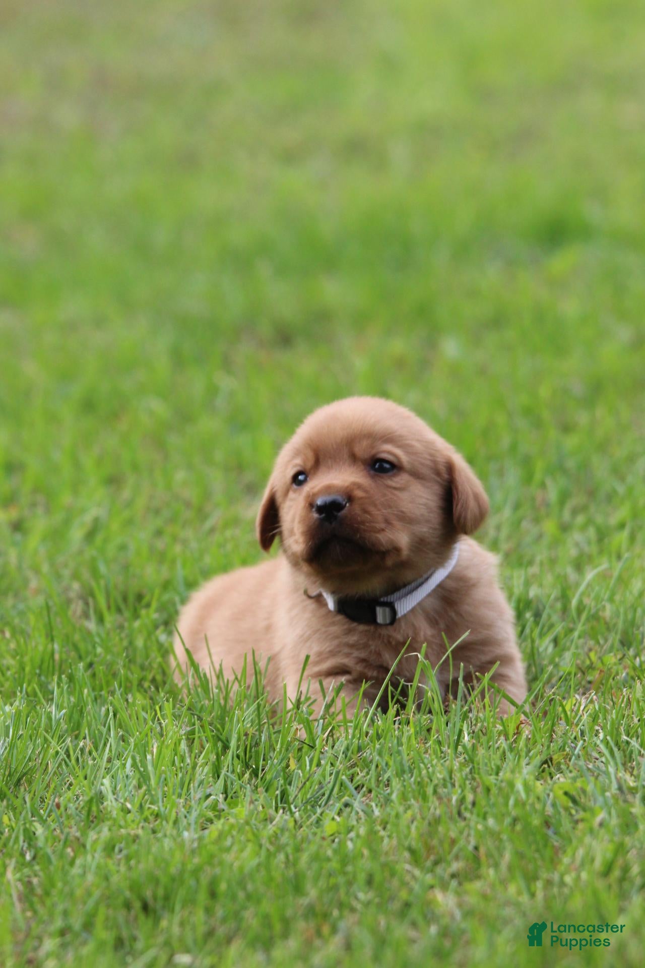 Labrador Retriever dogs Labrador Retriever 5 - Ad 2