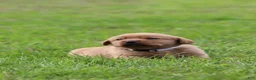 Labrador Retriever dogs for sale: Labrador Retriever 5 - Ad 2