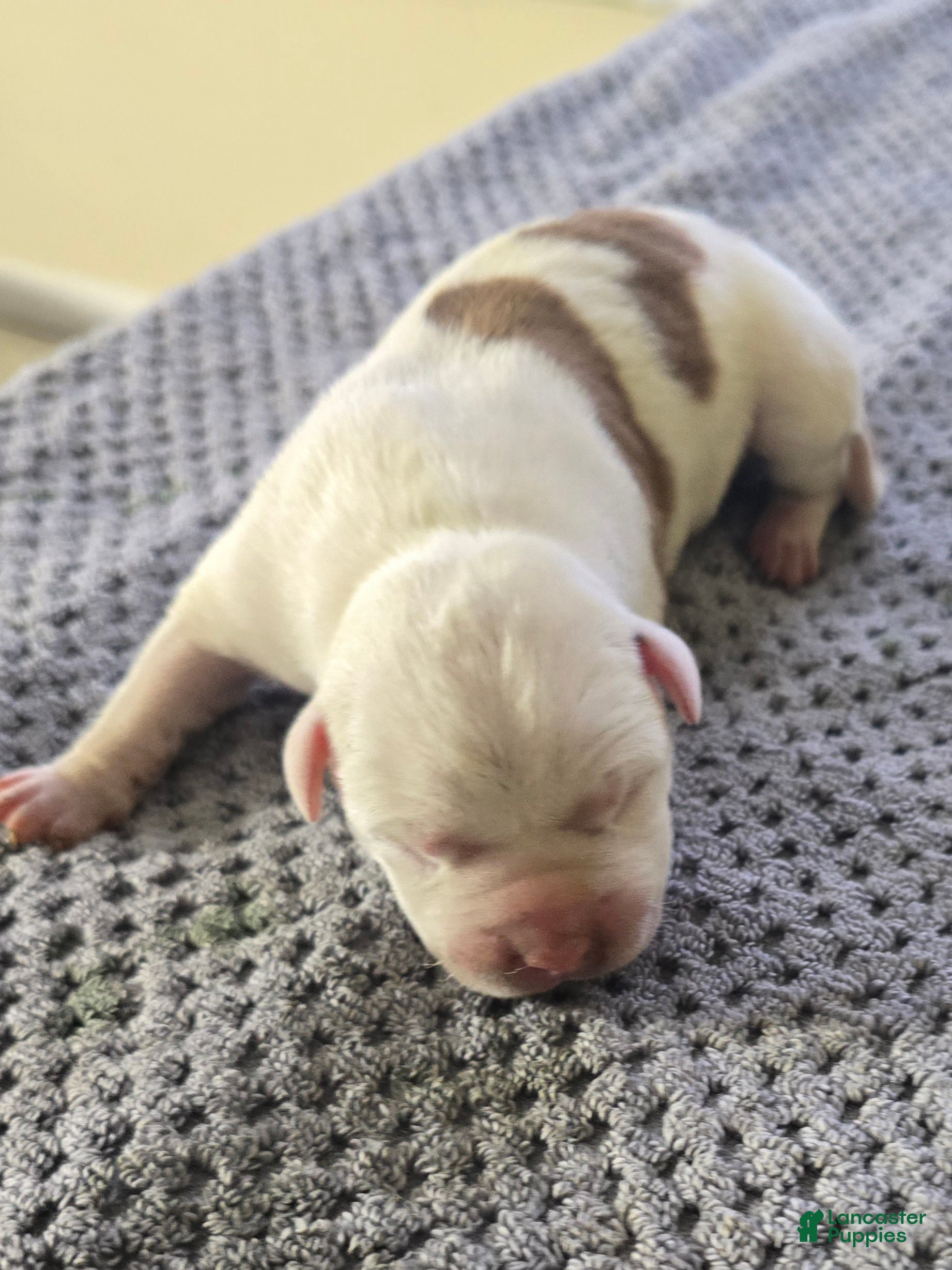 American Bully dogs American Bully Puppy 1 - Ad 9