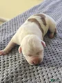 American Bully Puppy 1