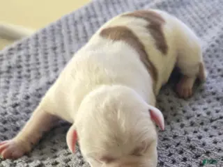 American Bully dogs American Bully Puppy 1 - Ad 9