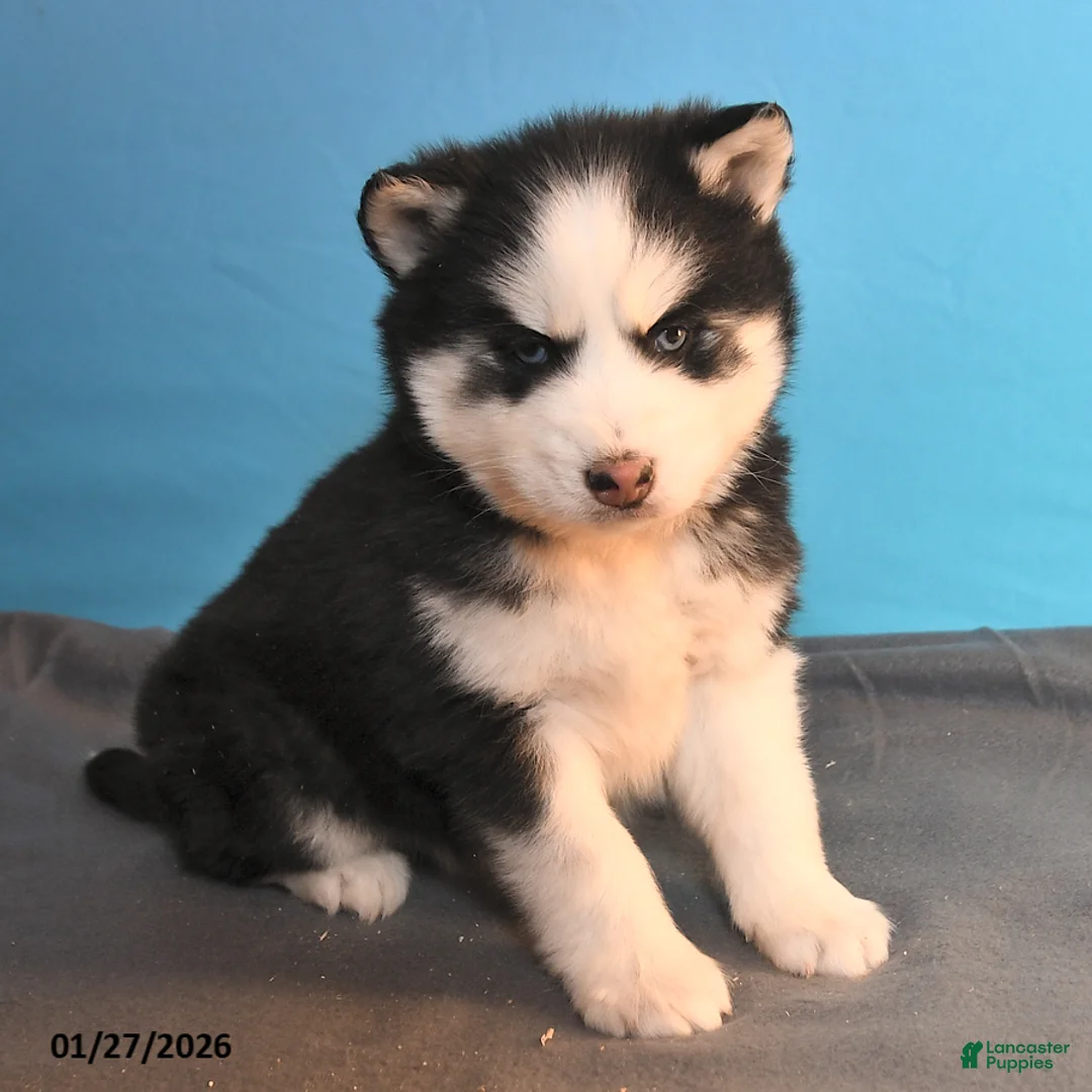 Pomsky dogs for sale: Diamond - Ad 2