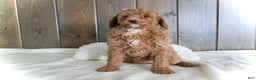 Mini Goldendoodle dogs for sale: Chloe - Ad 15
