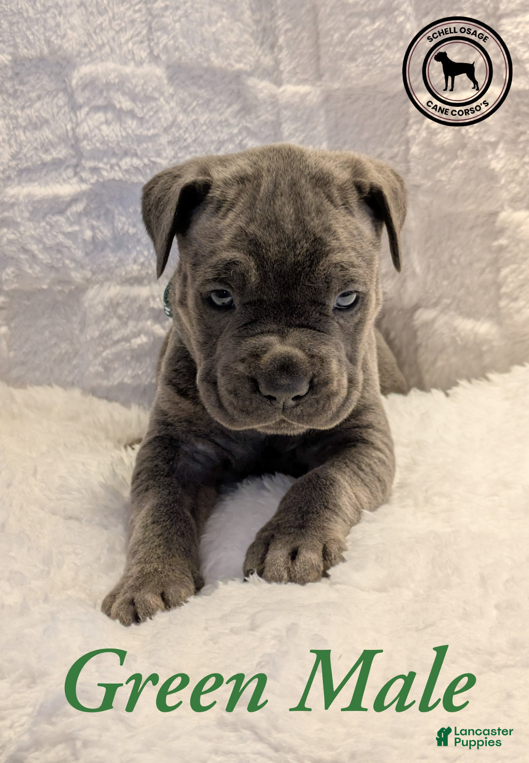 Cane Corso dogs for sale: Pink - Ad 15