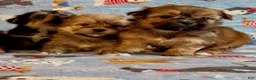 Shorkie dogs for sale: Shorkie 2 - Ad 24