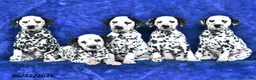 Dalmatian dogs for sale: Blaze - Ad 5