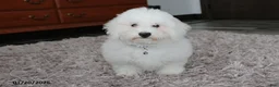 Bichon Frise dogs for sale: Rory - Ad 2