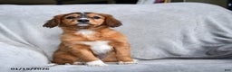 Mixed Breed dogs for sale: Beauty - Ad 3