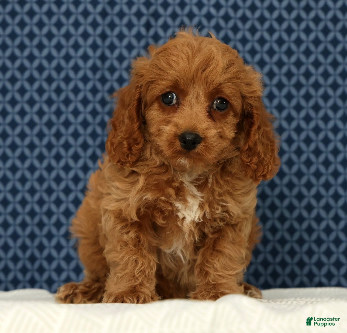 Cockapoo dogs Milo - Ad 2