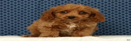 Cockapoo dogs for sale: Milo - Ad 2