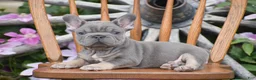 French Bulldog dogs for sale: Zayne - Ad 3