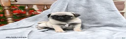 Pug dogs for sale: Betty   - Ad 2