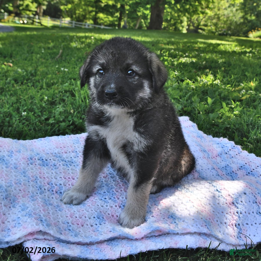 Mixed Breed dogs Buddy - Ad 1