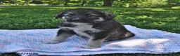 Mixed Breed dogs for sale: Buddy - Ad 1