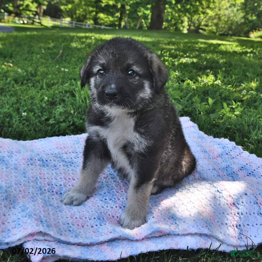 Mixed Breed dogs for sale: Buddy - Ad 1