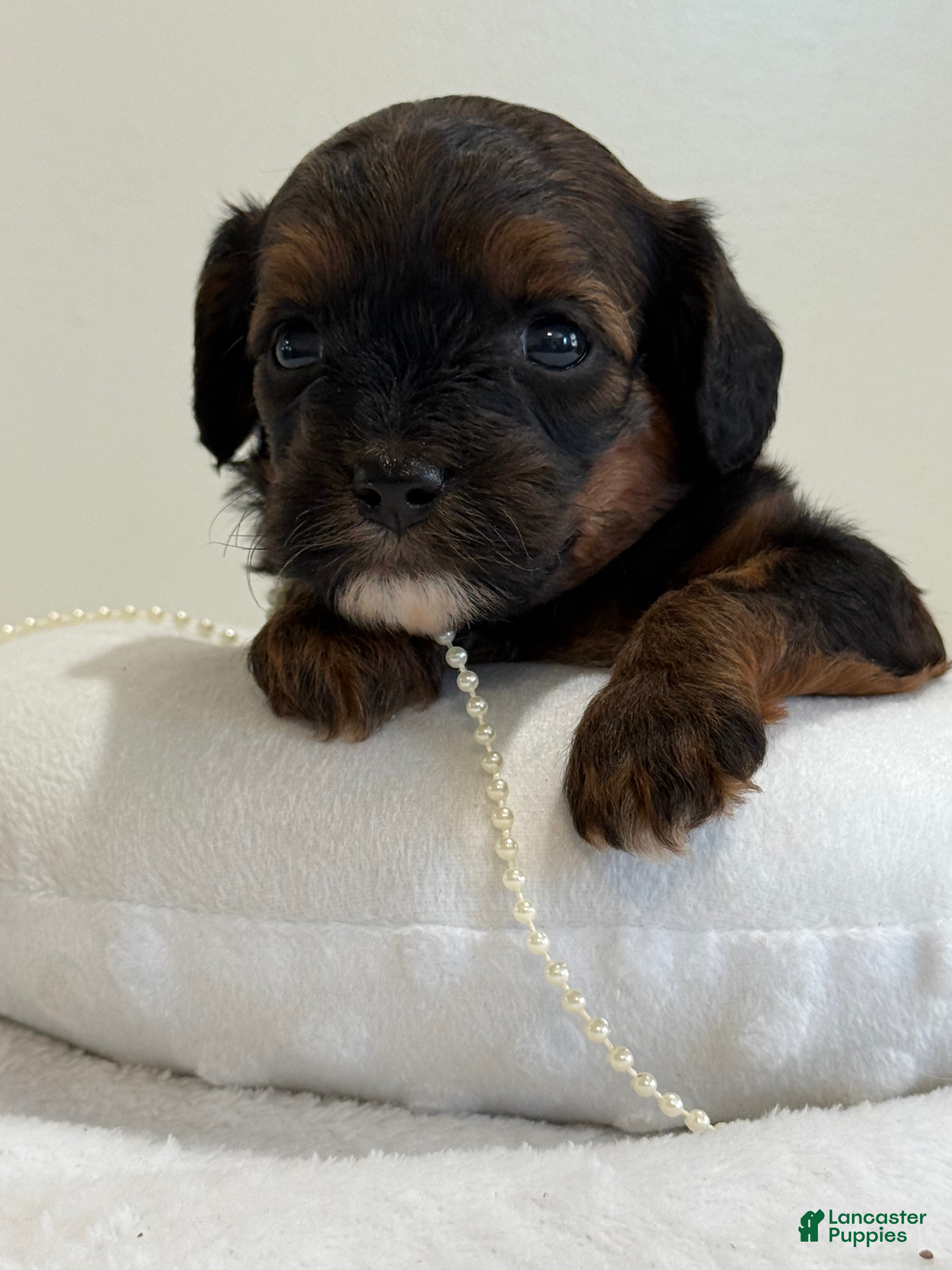 Cavapoo dogs Chocolate Chip Cavapoo  - Ad 2
