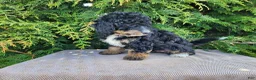 Mini Bernedoodle dogs for sale: Karly - Ad 6