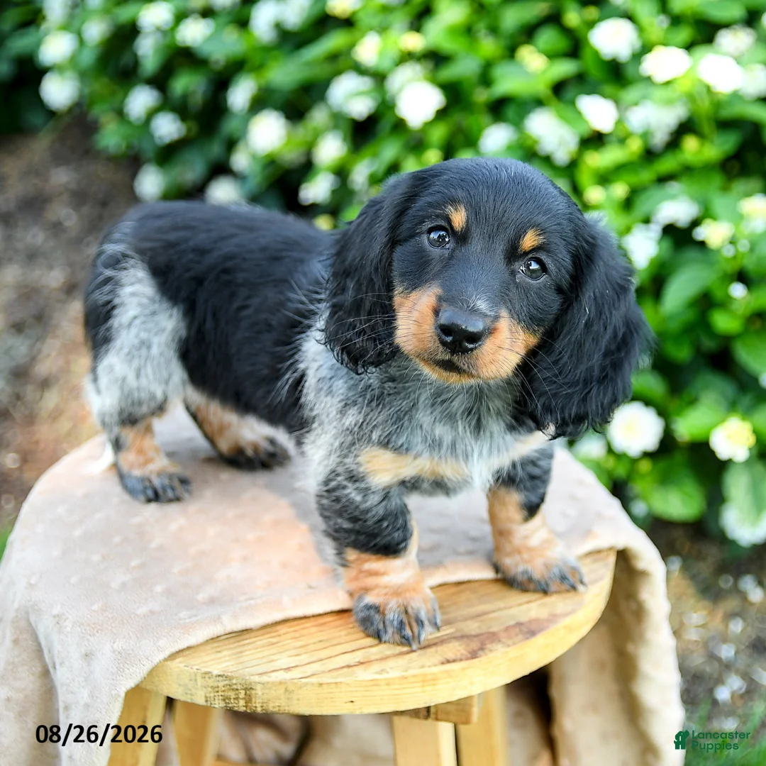 Miniature Dachshund dogs for sale: Tiana  - Ad 1