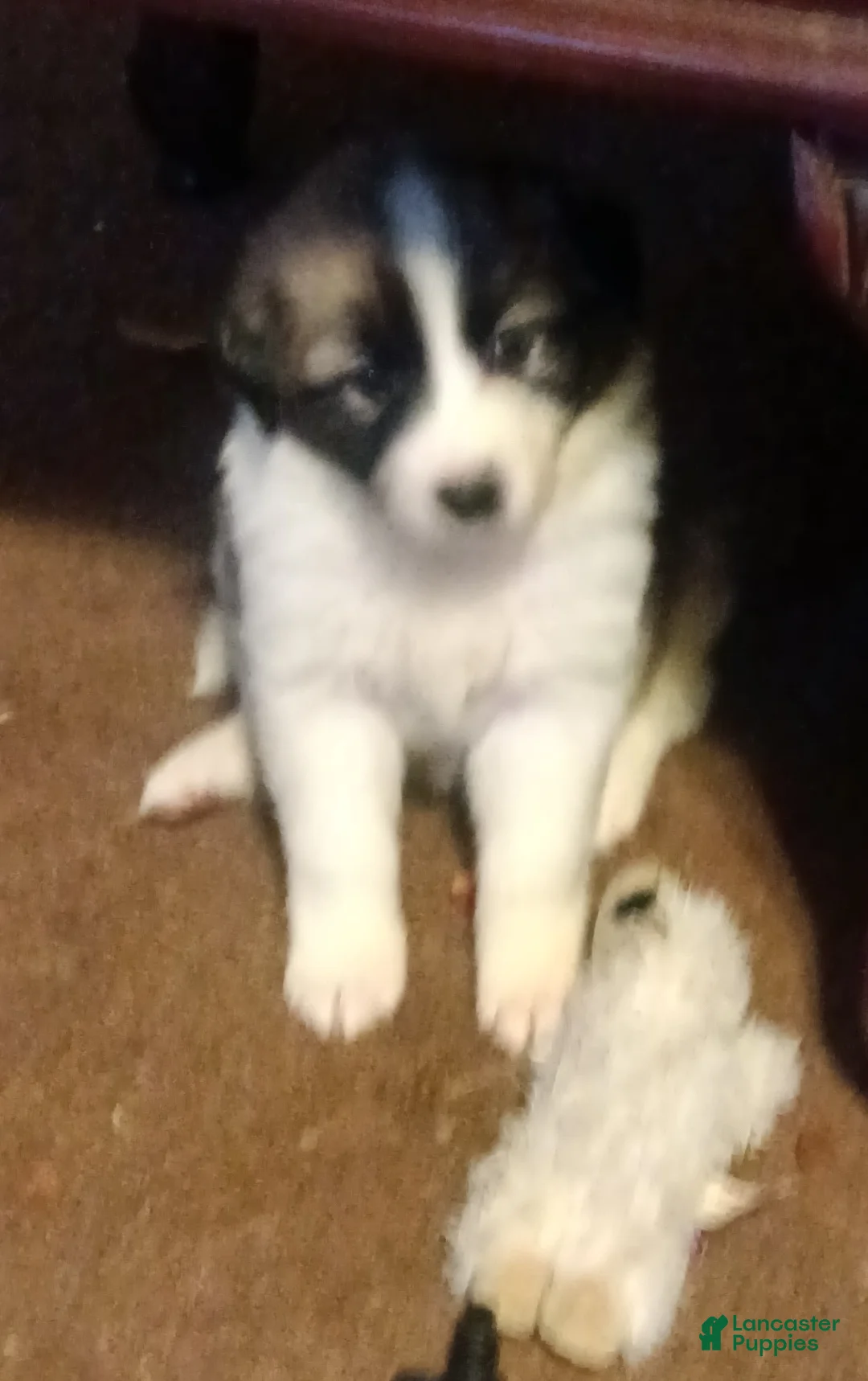 Mixed Breed dogs for sale: Angel Girl  - Ad 2