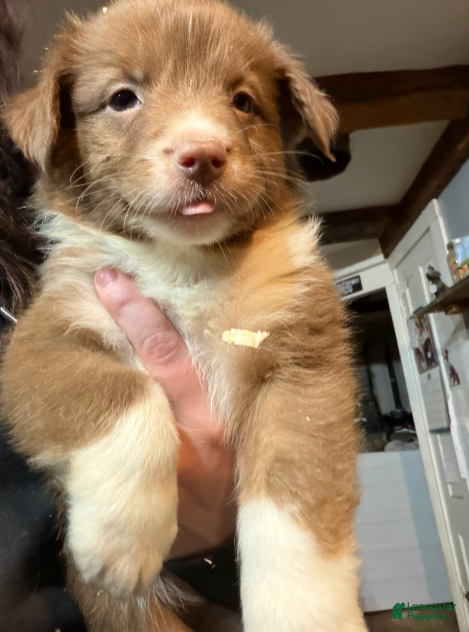 Australian Shepherd dogs Lime - Ad 14