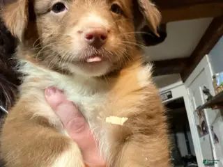 Australian Shepherd dogs Lime - Ad 14