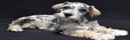Schnoodle dogs for sale: Echo - Ad 6