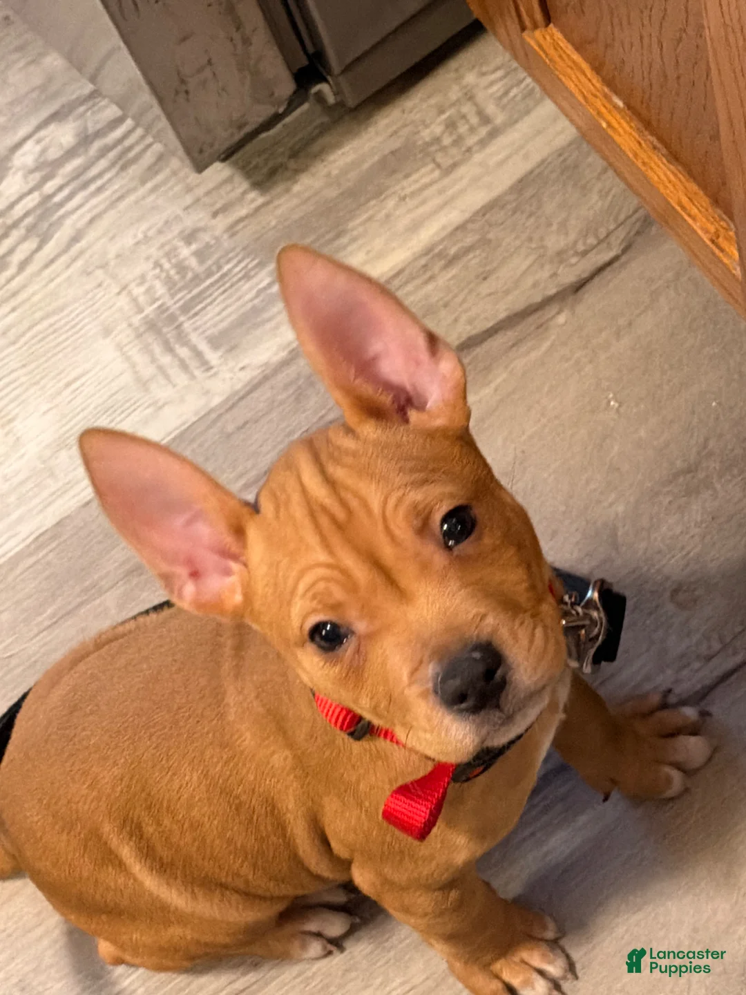 American Pit Bull Terrier dogs for sale: American Pit Bull Terrier Puppy 1 - Ad 6